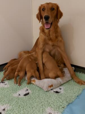 Chilli with her newborn pups