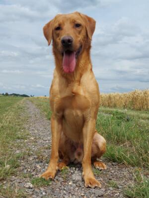 Maximus