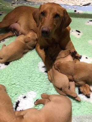 Genie with pups