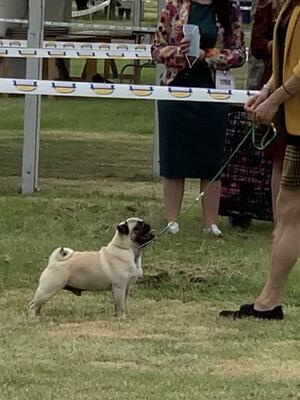 Puppy Dog Class SCCA