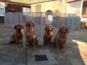Pups Auntie,Father,Grandma,Great Grandad L to R