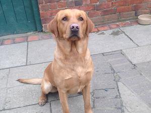 Paddy
