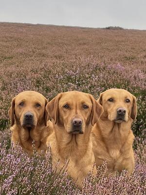 Winnie (centre) with mum & dad on the Grouse Moor