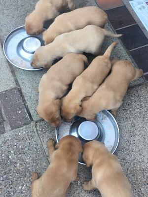 Pups first feed
