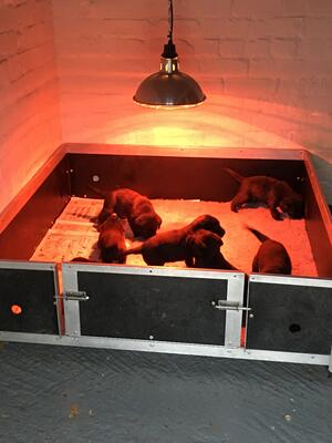 Pups at 4 weeks