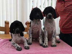 sharnphilly pointers