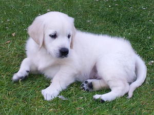 Baxter 04