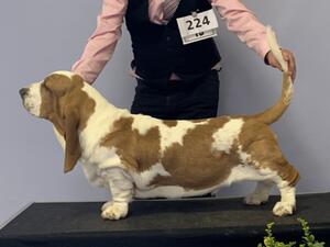 Wilderbeest Will V.Grunsven