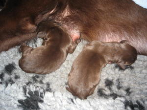 Nora with pups