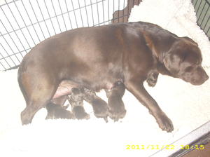Nora and pups 22/11/11