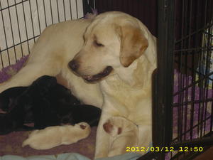 Xionee & pups