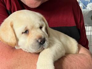 Yellow boy aged 6 weeks