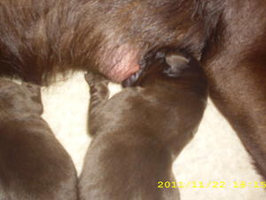 Nora and pups 22/11/11