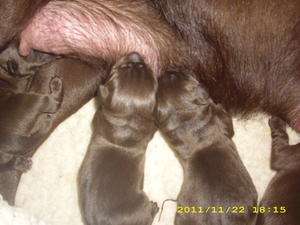 Nora and pups 22/11/11