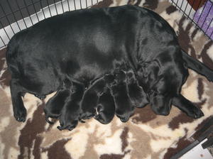 Contented Polly and pups