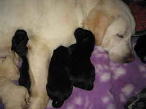 Lemon & pups