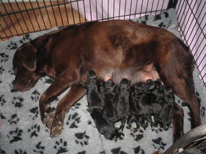 Hannah with pups