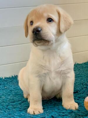 Male yellow puppy available
