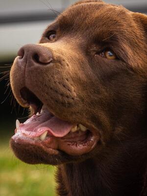 Offspring from previous litter (Exelby Aura)