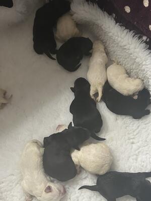 Puppies aged 2 days