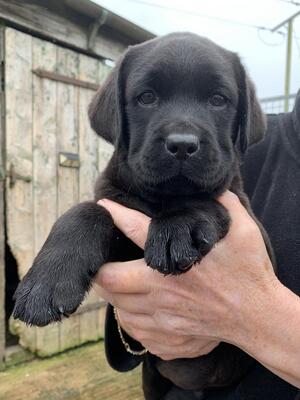 Black bitch puppy