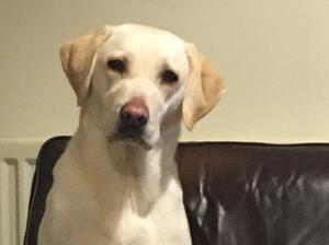 Bearbrace Jellybean -