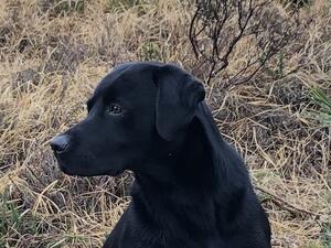 Tagabea Loganberry OFTW