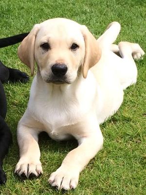 Yellow dog puppy available