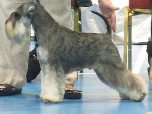 schnauzer crufts