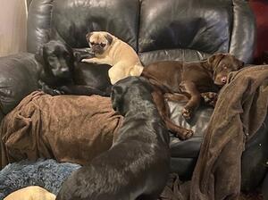 Sharing the sofa