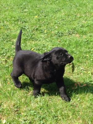 Puppy