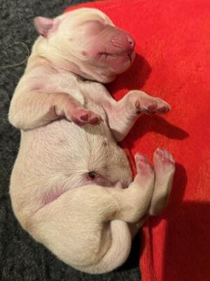 Yellow pup