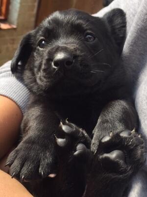 Black puppy