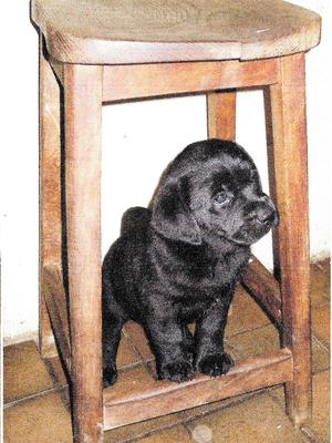 Puppy