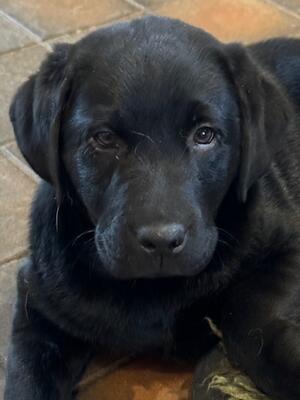 Puppy