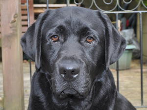 Morgan