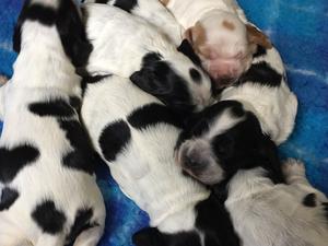 6 blue roans and 1 orange roan