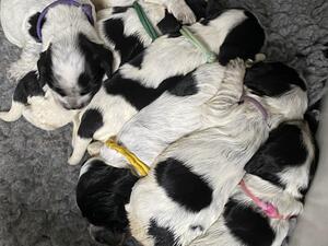 Pups