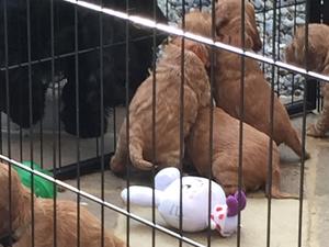 Pups at play