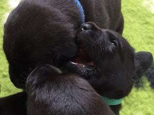 PUPPIES
