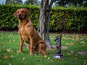 Bellspaddle Roscoe