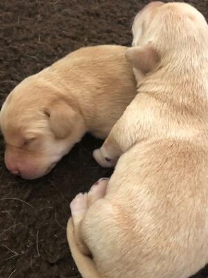 Pups