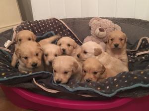 Puppy