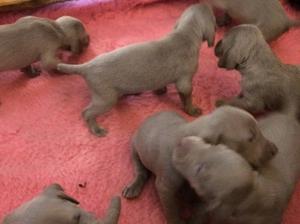 the pups wont stay still for a picture!