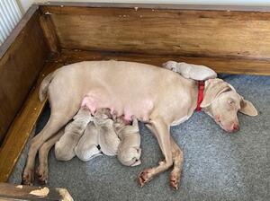 indi with her 5day old pups
