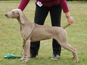 Mum winning best bitch at club show