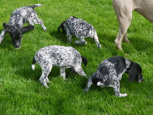 pups having fun in the garden