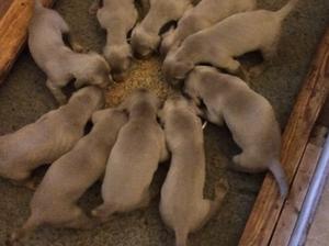 feeding time is important