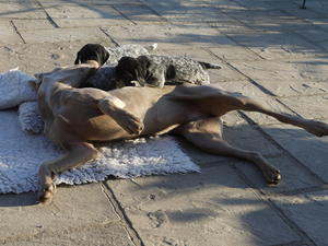 pups playing with their new aupair