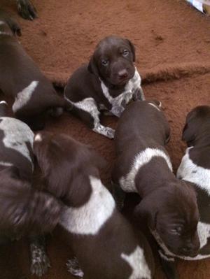 a bundle of pups